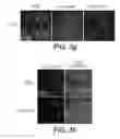 Fig. 09 - COMPOSITIONS AND METHODS FOR MODULATING VASCULAR DEVELOPMENT