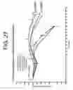 Fig. 33 - Antibodies to IL-6 and use thereof