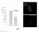 Fig. 09 - METHOD OF DETECTING OCULAR DISEASES AND PATHOLOGIC CONDITIONS AND TREATMENT OF SAME