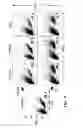Fig. 09 - IMMUNOSUPPRESSION WITH ANTIBODY AGAINST ITM2A