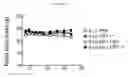 Fig. 14 - Human beta-glucuronidase mutants with elevated enzymatic activity under physiological conditions and method for identifying such