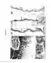 Fig. 06 - Osteopontin Specific Antibodies and Methods of Use Thereof