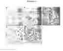 Fig. 07 - Osteopontin Specific Antibodies and Methods of Use Thereof