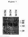 Fig. 08 - Osteopontin Specific Antibodies and Methods of Use Thereof