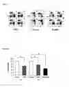 Fig. 22 - Osteopontin Specific Antibodies and Methods of Use Thereof