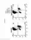 Fig. 28 - Osteopontin Specific Antibodies and Methods of Use Thereof