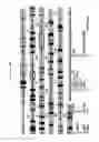 Fig. 33 - Osteopontin Specific Antibodies and Methods of Use Thereof