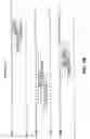 Fig. 03 - Polynucleotide encoding an anti-FGF19 antibody