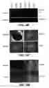 Fig. 08 - Polynucleotide encoding an anti-FGF19 antibody