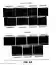 Fig. 23 - Polynucleotide encoding an anti-FGF19 antibody