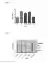 Fig. 07 - PHARMACEUTICAL COMPOSITION CONTAINING THE NMB0606 PROTEIN