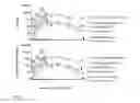 Fig. 43 - Targeting of antigen presenting cells with immunonanotherapeutics