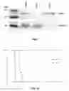 Fig. 02 - Tuberculosis vaccine