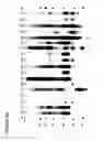 Fig. 07 - Prostate kallikrein allergen