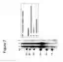 Fig. 09 - Prostate kallikrein allergen