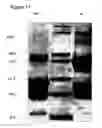 Fig. 13 - Prostate kallikrein allergen