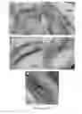 Fig. 04 - Polymer organoclay composites