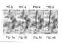 Fig. 08 - MICROTUBES AND METHODS OF PRODUCING SAME
