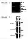 Fig. 03 - cDNA Encoding a Gene Bog (B5T Over-Expressed Gene) and its Protein Product