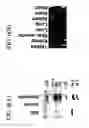 Fig. 08 - cDNA Encoding a Gene Bog (B5T Over-Expressed Gene) and its Protein Product