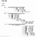 Fig. 16 - cDNA Encoding a Gene Bog (B5T Over-Expressed Gene) and its Protein Product