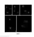 Fig. 06 - Method for determining DNA fragmentation in microorganisms