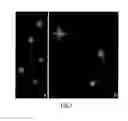 Fig. 07 - Method for determining DNA fragmentation in microorganisms