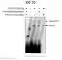 Fig. 07 - Inhibitors of Rv0256c
