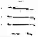 Fig. 02 - Highly Parallel Gel-Free Cloning Method
