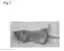 Fig. 08 - Hair growth modulating method and modulation device thereof
