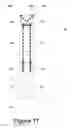 Fig. 08 - Precast composite structural floor system