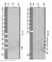 Fig. 09 - Semiconductor radiation detector with a modified internal gate structure