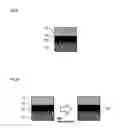 Fig. 09 - Switching element and method for manufacturing switching element