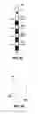 Fig. 08 - Image-based characterization of implanted medical leads