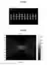 Fig. 09 - Method for evaluating moving image resolution