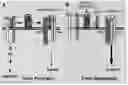 Fig. 01 - COMPOSITIONS AND METHODS FOR THE INHIBITION OF CRIPTO / GRP78 COMPLEX FORMATION AND SIGNALING