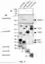 Fig. 06 - COMPOSITIONS AND METHODS FOR THE INHIBITION OF CRIPTO / GRP78 COMPLEX FORMATION AND SIGNALING