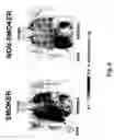 Fig. 07 - In vivo imaging of sulfotransferases