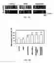 Fig. 08 - COMPOSITIONS AND METHODS FOR TREATING NEUROLOGICAL DISORDERS