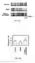 Fig. 09 - COMPOSITIONS AND METHODS FOR TREATING NEUROLOGICAL DISORDERS
