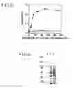 Fig. 08 - ANTIBODIES THAT BIND TO OBM