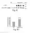 Fig. 09 - Methods and compositions for regulating iron homeostasis by modulation of BMP-6