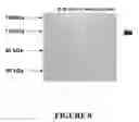 Fig. 09 - protein antigens and methods