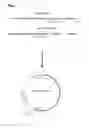 Fig. 02 - HYBRID OPERON FOR EXPRESSION OF COLONIZATION FACTOR (CF) ANTIGENS OF ENTEROTOXIGENIC ESCHERICHIA COLI