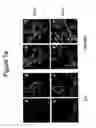 Fig. 06 - Extracellular matrix production from nanoscale substrate