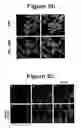 Fig. 07 - Extracellular matrix production from nanoscale substrate
