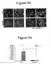 Fig. 08 - Extracellular matrix production from nanoscale substrate