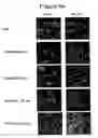 Fig. 09 - Extracellular matrix production from nanoscale substrate
