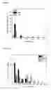 Fig. 06 - NANOPARTICLE-COATED  CAPSULE FORMULATION FOR DERMAL DRUG DELIVERY