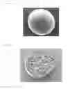 Fig. 03 - Polylactic acid-based resin foamed particles for in-mold foam-molding and method for producing the same, as well as method for producing polylactic acid-based resin foam-molded article